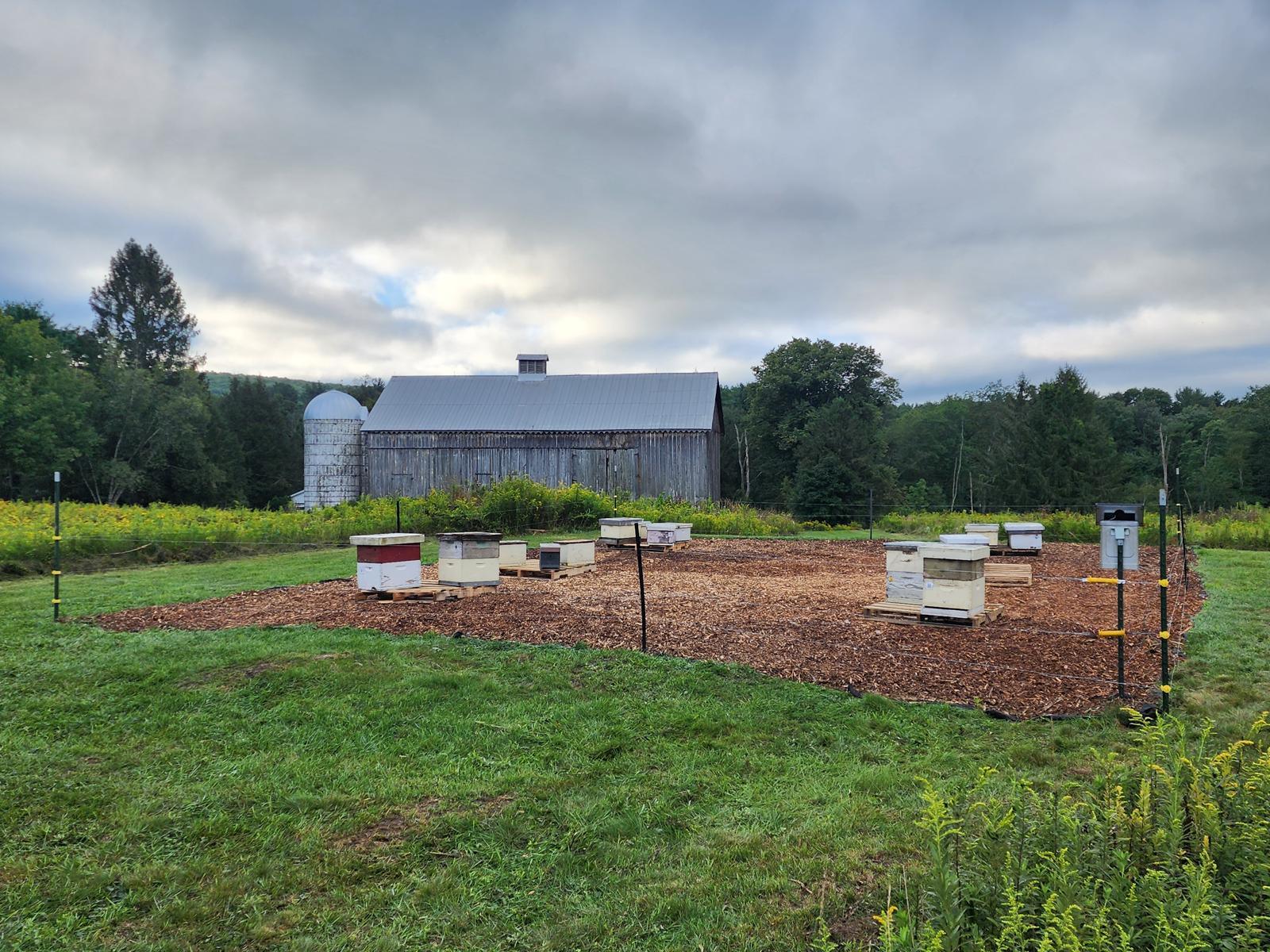 Our apiary at 3 Bears Farm