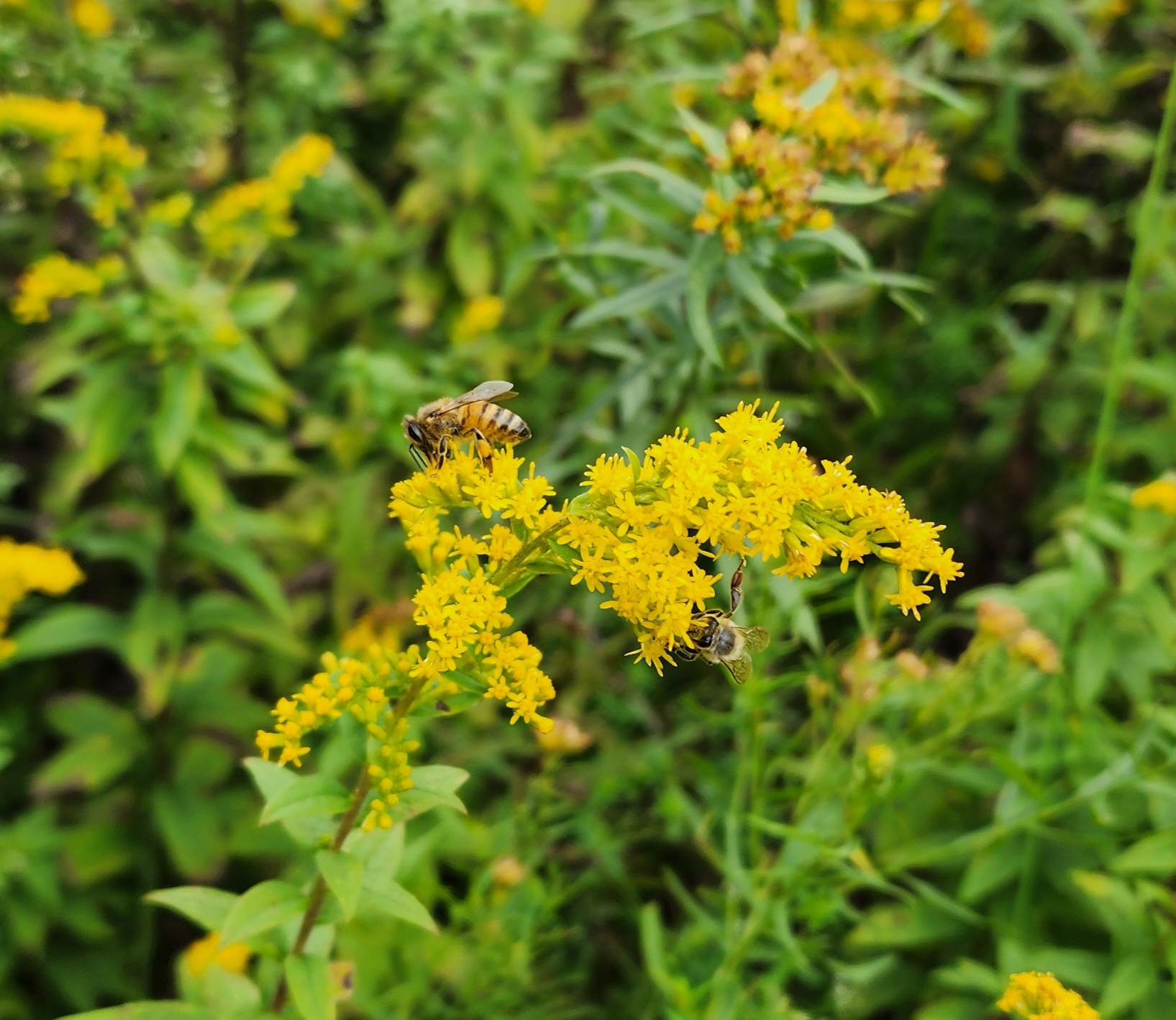 Honey bee foraging on goldenrod at 3 Bears Farm
