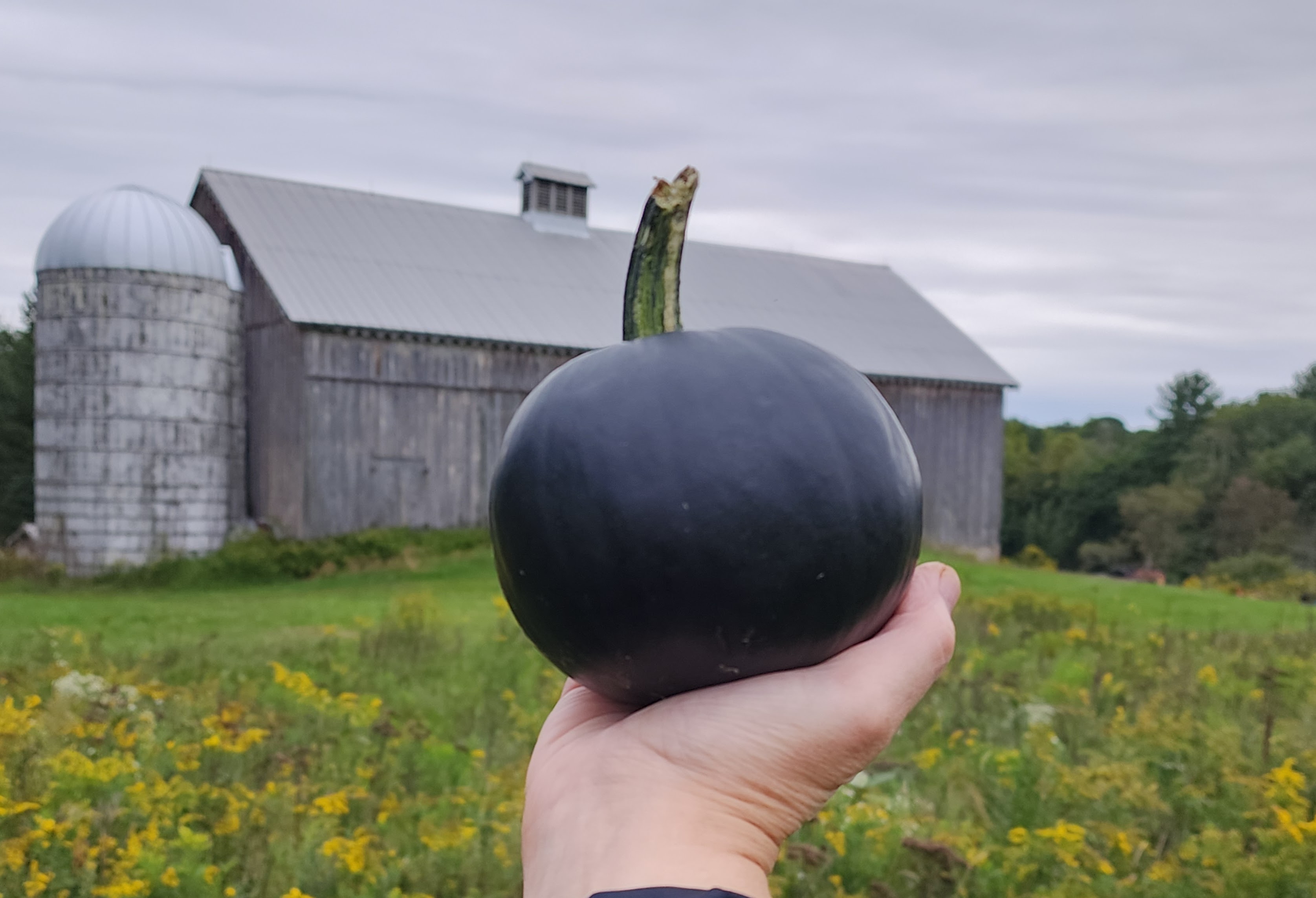 Black pumpkin