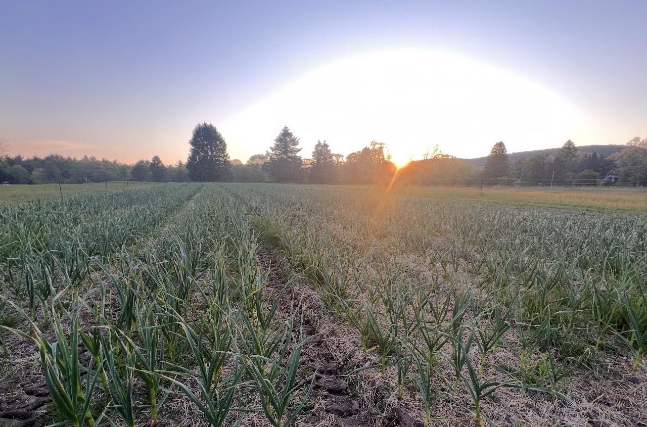 Morning field