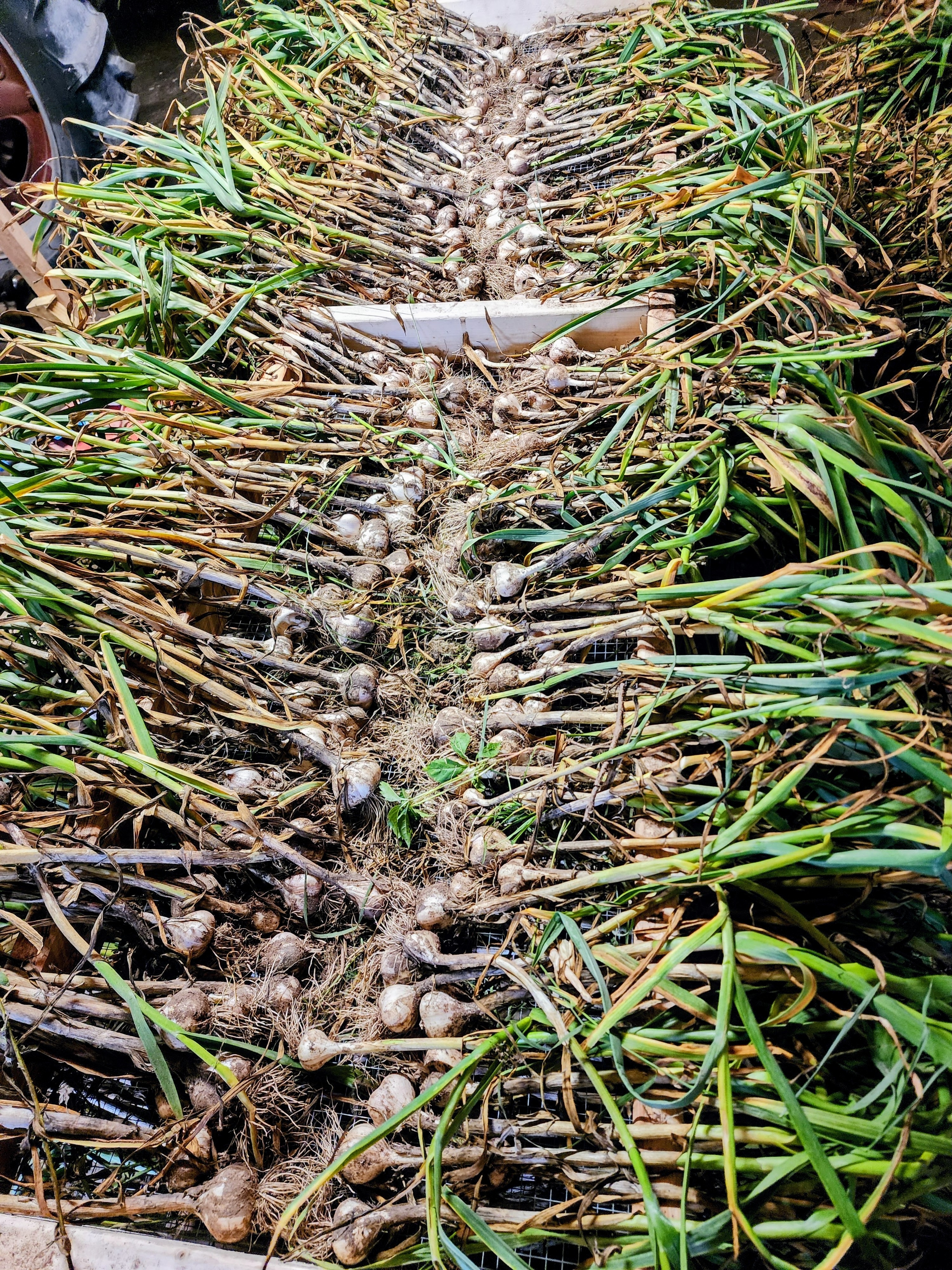 Garlic curing