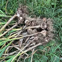 Garlic harvest