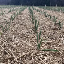 Garlic bulb initiation